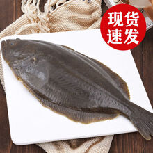 偏口鱼鲽鱼整条比目鱼带头新鲜营养鸦片鱼深海多春鱼冷冻水产 三条 每条400-600g【鲜活急冻】