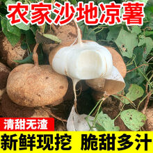 凉薯新鲜白地瓜沙葛脆广西蔬菜现季水果番薯农家现挖5/9斤土瓜 小果5斤【精选装】