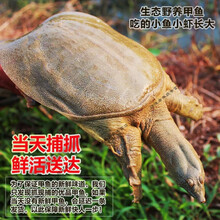 外湖野养生态甲鱼/中华鳖/王八/团鱼老鳖 现货鲜活水产 鲜活甲鱼2.5-2.8斤