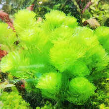 美人雾 坨草陀草真水草活体坨草 鱼缸水草泥 活水草 小鱼缸造景 绿菊坨草 1坨