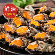 大闸蟹鲜活小螃蟹一元蟹江苏湖蟹小闸蟹生鲜食材  罗菲迪新 5-7钱-40只+加10只(六月黄)