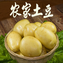 土豆 山东新鲜大土豆农家自种蔬菜黄心土豆黄皮马铃薯洋芋 1500g