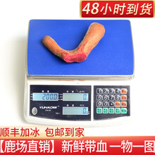 【顺丰加冰 鹿场直销】2021鲜鹿茸整枝新割鹿茸鹿茸片正宗鹿鞭泡酒鹿茸头全蜡片可搭配礼盒可切连刀片 新鲜鹿茸200g一枝 265