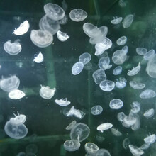 天弗海月赤月水母小动物活物小型小宠物活体水族海水养殖迷你桌面海蜇 2厘米小海月数量200只