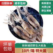 大鱿鱼鲜活整只新鲜冰鲜海鲜生鲜冷冻枪乌贼烧烤火锅香辣铁板鱿鱼尤鱼