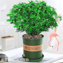 磐阙上新正宗清香木胡椒木盆栽四季常青室内好养盆栽花卉绿植盆景新品 清香木七年苗1盆【加仑高35-40】