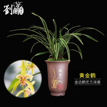 刘阁兰花 建兰金边鹤艺 黄金鹤 夏带花苞出售兰花苗盆栽室内花卉绿植 5苗连体裸根.送肥送说明书