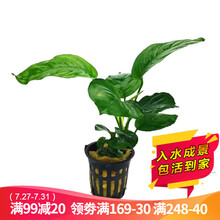 水草活体懒人草鱼缸造景水草活体套餐鱼缸水草有茎类水榕中后景真水草活体水草水族箱装饰小鱼缸造景 小巴榕水草一颗