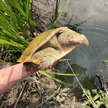 大王八甲鱼活体黄背野外放养老鳖鲜活中华鳖团鱼元鱼滋补 公甲鱼 3.5-3.8斤