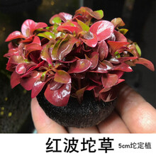 再宠 鱼缸前景草活体水草趴地爬地矮珍珠挖耳牛毛毡迷你矮天湖葵 红波懒人坨草拍三发四