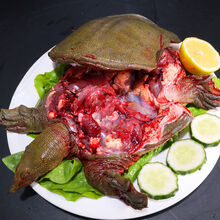 鲜源澜湾 现杀老鳖甲鱼精品外塘甲鱼源生态活体真空包装发货 下单现杀 2斤净重(2.5斤宰杀)