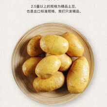 【新品版栗土豆】现挖新鲜粉糯马铃薯 整箱5/10斤 5斤精致小果