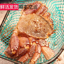 【活鲜】港遇海鲜 俄罗斯红毛蟹鲜活 毛蟹大螃蟹海蟹 深海蟹 鲜活发货【1.7-2斤1只】