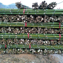 竹杆 青竿竹 竹片防腐竹 新鲜青竹菜架竹旗杆 横幅杆装修竹竿篱笆毛竹 各种规格(20根起发）竹竿 1-2厘米粗1米长20根