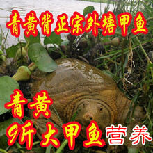 冷藏发货  大甲鱼鲜活水产甲鱼苗生态放养  欧林醉尔 3斤放养甲鱼