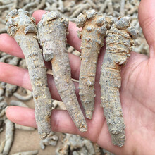 康中尊 云南人参型三七头20头30头三七500g 可打三七粉 人参型：40头一斤