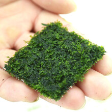 美人雾 鱼缸水草前景莫丝莫斯水草水族箱造景水草活体草缸造景装饰  珊瑚5*5网片定植