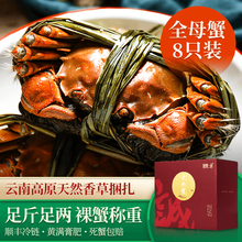 【活蟹】诚蟹一品 大闸蟹鲜活 全母蟹8只装 螃蟹生鲜现货特大 中秋国庆节日水产礼盒 全母蟹3.5-3.8两 8只