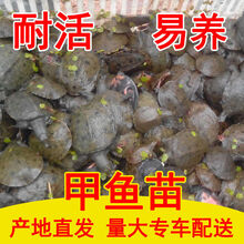 大甲鱼活体黄沙鳖生态王八水产中华鳖鳖苗鲜活珍鲁赤尔 4两养殖苗 【2只装】