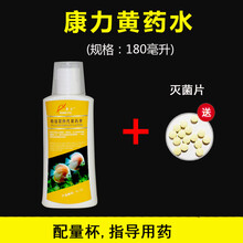 上野黄粉鱼药龙鱼锦鲤金鱼观赏鱼药烂身烂尾疾病治疗 康力黄药水180毫升*1 +片