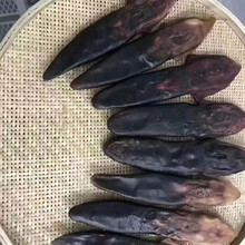 东北正宗梅花鹿尾巴干鹿尾巴精10克药材泡酒煲汤药材马鹿尾 梅花鹿净尾37克左右