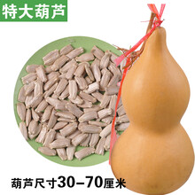 天然手捻大中小葫芦园林种子美国葫芦籽阳台观赏葫芦种盆栽春 特大号20粒(送小葫芦)