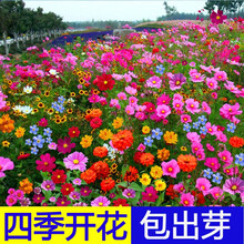百日草花种子四季易种庭院种子室外阳台百日菊花籽子易活开花不断杭情 炫彩野花组合 一斤