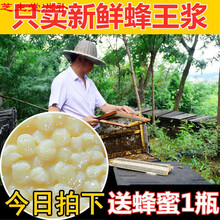 【官方旗舰】蜂农直销蜂王浆纯正天然自产新鲜油菜春浆蜂皇浆蜂乳 500克鲜蜂王浆(送勺子 送蜂蜜)
