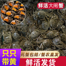 现货鲜活小螃蟹活的一元蟹两元蟹母蟹毛蟹大闸蟹河蟹母包赔 欧登城娜 1.9-2.2两3公3母