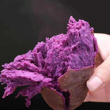 沂蒙山紫薯沙地紫薯紫罗兰新鲜番薯山芋小紫薯紫地瓜农家自种 中大紫10斤(净重9斤)