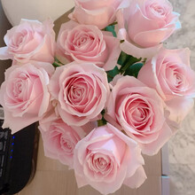 花集配 粉色玫瑰 粉红雪山8枝+2枝防损  七夕情人节礼物云南昆明鲜花批发花卉每月鲜花水养鲜切花