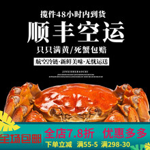 【活鲜】六月黄螃蟹大闸蟹鲜活现货特大全公母螃蟹生鲜河蟹 惟纳德 【全母蟹】2.0-2.5两 12只