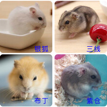 小仓鼠活物打过疫苗紫仓布丁银狐三线长毛白熊肉桂丁香米熊金丝熊虎纹熊奶牛熊眼圈熊纯杂银花仓奶茶金狐公婆 三线+布丁