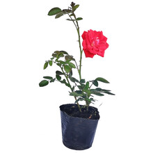 泰西丝蔷薇花苗爬藤植物庭院浓香爬墙玫瑰盆栽藤本月季特大花卉四季开花 小女孩(小花四季) 不含盆  高度20-30CM    1棵