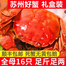 【活蟹】苏州大闸蟹礼盒装 全母鲜活螃蟹 龙行六月黄大闸蟹超大活体生鲜海鲜现货 全母蟹2.0-2.3两 12只