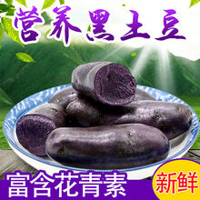 黑土豆新鲜蔬菜黑金刚农家马铃薯黑洋芋黑美人现挖 黑土豆2两以下小果9斤装