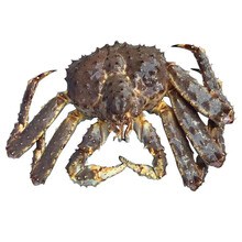 棠鲜生王蟹海鲜水产新鲜大蟹皇帝蟹长脚蟹 帝王蟹10斤左右