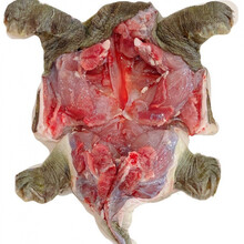 甲鱼批发现杀现发外塘生态老鳖鲜活甲鱼食用王八真空包装新鲜 净重【1.6-1.9斤】一只大甲鱼