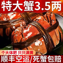 【活蟹】【现货】 大闸蟹鲜活 六月黄  喜鲜德 现货大螃蟹 江苏特产 湖蟹  稻田蟹 生鲜 六月黄1.4-1.8两12只