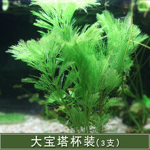 鱼草缸装饰水草造景套餐活体植物懒人绿菊中后景淡水有茎水草真草 大宝塔1杯3支