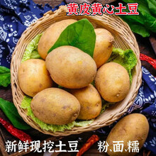 2021云南新鲜土豆黄皮黄心现挖土豆批发蔬菜洋芋3/5/10斤粉面糯 5斤精品大果