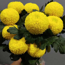 （linkinjoy） 乒乓菊鲜花生活家居七夕生日礼物 基地直发 黄色5枝