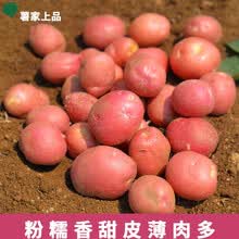 薯家上品新鲜现挖云南高山土豆农家自种红皮小土豆 红皮土豆1斤装