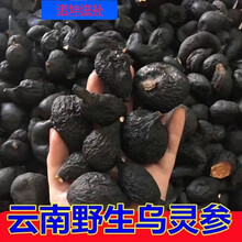 伟博云南野生乌灵参10克鸡枞蛋干货中药材乌苓参雷震子鸡茯苓 野生乌灵参（10克）体验装