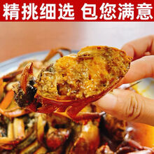 大闸蟹公母螃蟹鲜活六月黄超特大活体生鲜食材  罗菲迪新 【2.5-2.0两】10只装