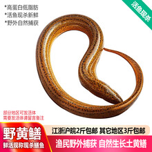 品鲜肴 淡水鱼 黄鳝/长鱼/鳝鱼野外捕抓 鲜活现杀生鲜水产（净膛前） 约500g 1斤称2条现杀（4-6两每条）