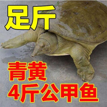 大甲鱼活体生态王八鳖鲜活老鳖 4斤外塘黄背公鳖