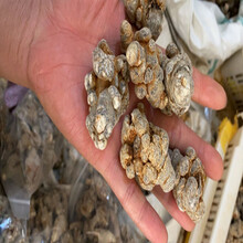 云南文山春三七无剪口20头30头40头60滑头田七500g 25头无剪口【500克】 三七头500克