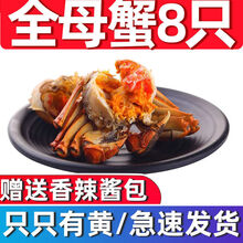 大闸蟹鲜活特大全公母蟹螃蟹六月黄现货礼盒装海鲜水产0.8-3.5两 (全母)2-2.5两8只