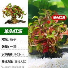 疯狂水草水草活体鱼缸水草鱼缸造景套餐真水草莫斯水榕沉木矮珍珠 单头红波